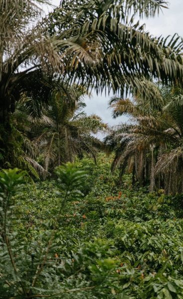 Pure Kakaw Amazu 450gr - 2