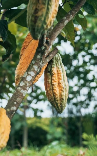 Pure Kakaw Amazu 450gr - 3