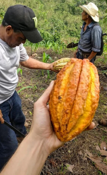 Pure Kakakw Guatamala Cahabon 125gr - 2