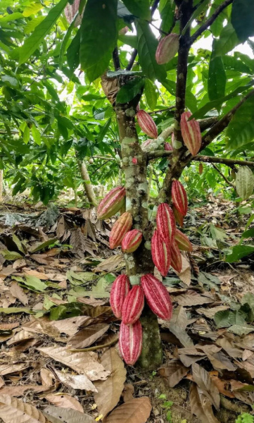 Pure Kakakw Guatamala Cahabon 125gr - 3