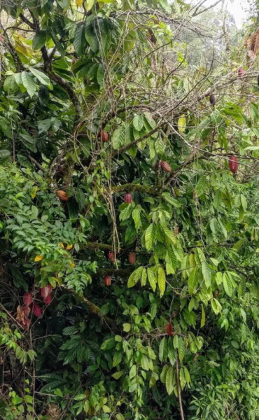 Pure Kakaw Cahabon Guatemala 450 gr - 1