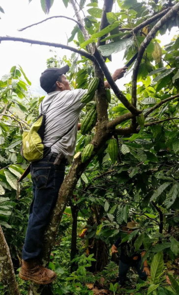 Pure Kakaw Cahabon Guatemala 450 gr - 4