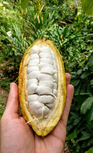 Pure Kakaw Cahabon Guatemala 450 gr - 6