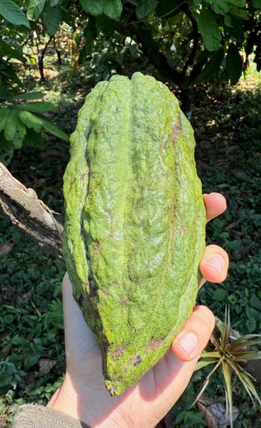 Pure Kakaw Cacahoatan Mexico 450gr - 2