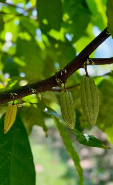 Pure Kakaw Cacahoatan Mexico 450gr - 4